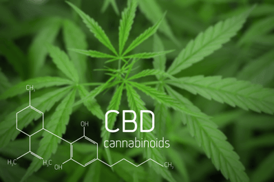 cbd plant